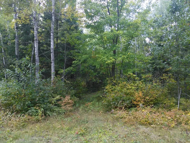 The Brule–St. Croix Portage trail near Solon Springs